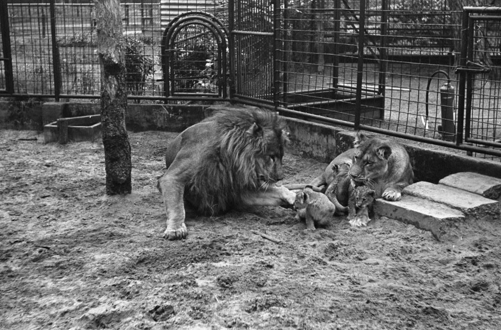 Historische foto van Dierenpark Amersfoort in Amersfoort