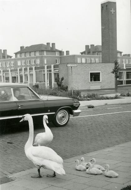 Gorinchem: De familie Zwaan wil in juni 1969 de Mollenburgseweg oversteken. Mama Zwaan houdt de wacht bij de uitrustende jongen, terwijl vader voor klaar-over speelt. Op de achtergrond zien we het gebouw van het Groene Kruis. Niet dat de familie daarop zit te wachten natuurlijk. Gelukkig rijdt deze automobilist met een grote boog om ze heen en de pasagier kijkt naar dit stukje Gorcums natuurschoon.